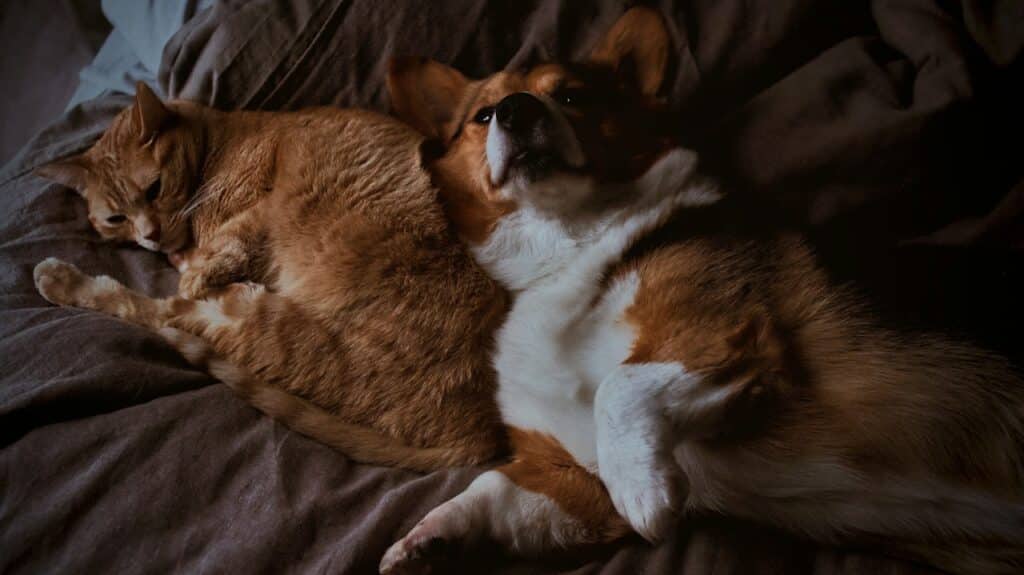 corgi and tabby cat on brown textile