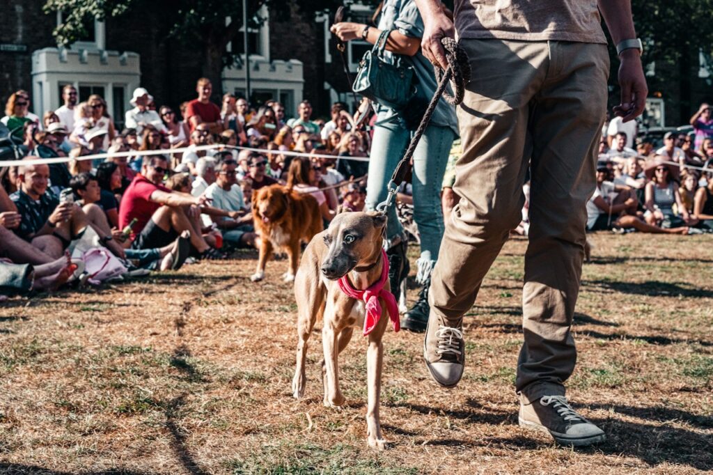 How To Preparing the dog for a dog show?