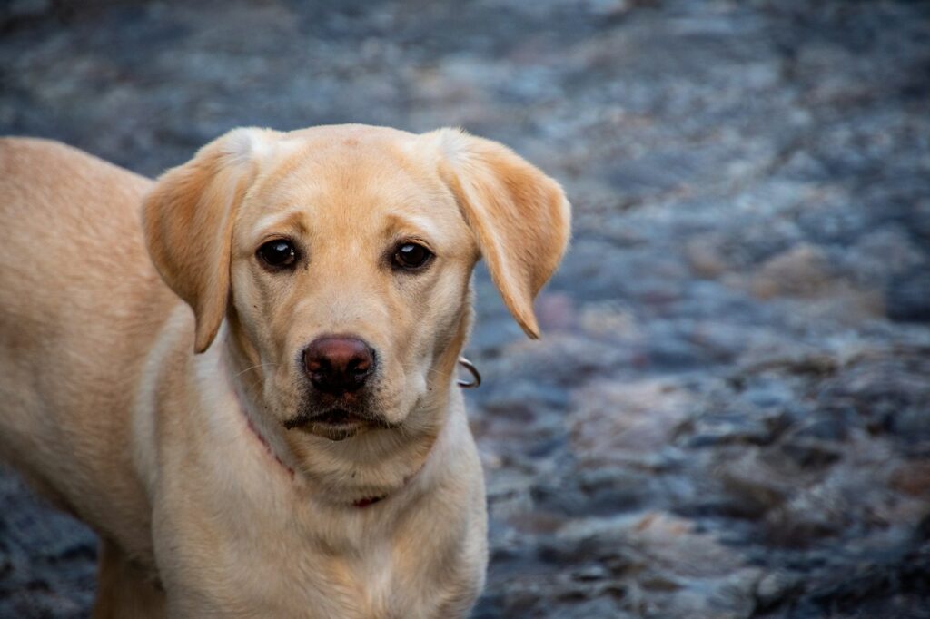 yellow labrador retriever on ground