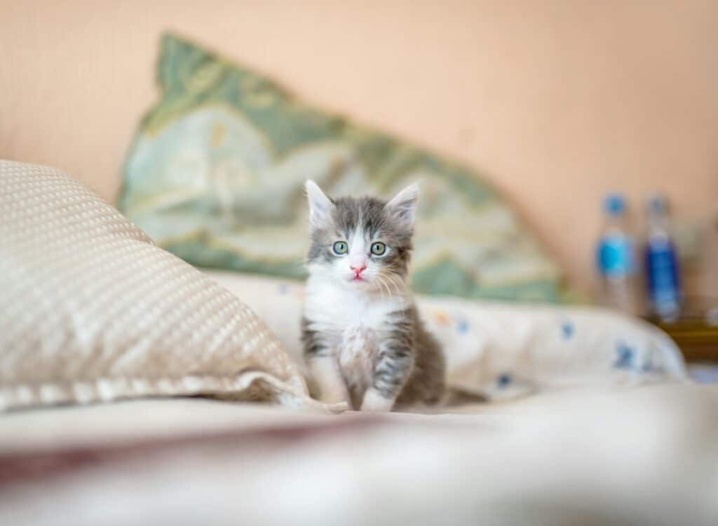 ​How to wean a kitten?