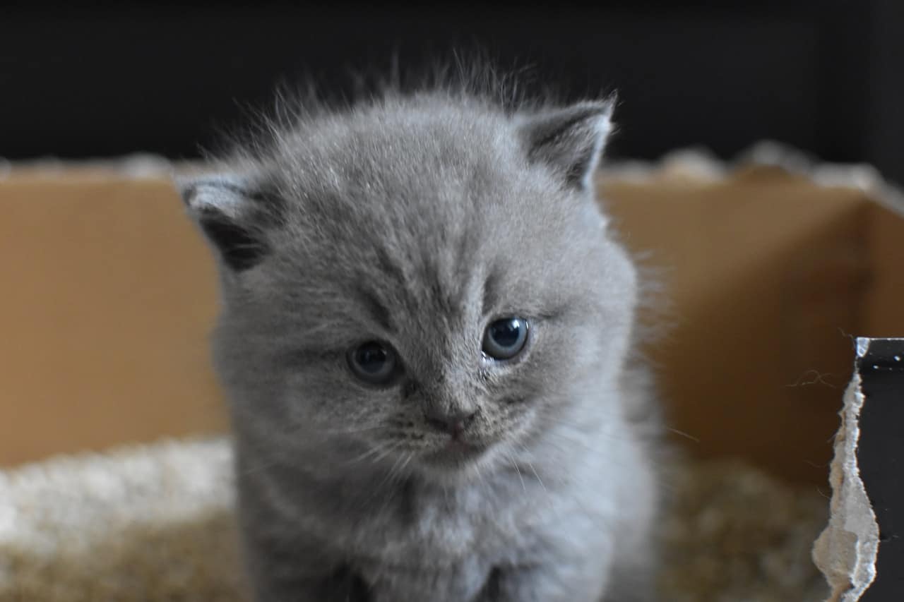 How to Train Your Cat to Use a Litter Box Beastly Basics