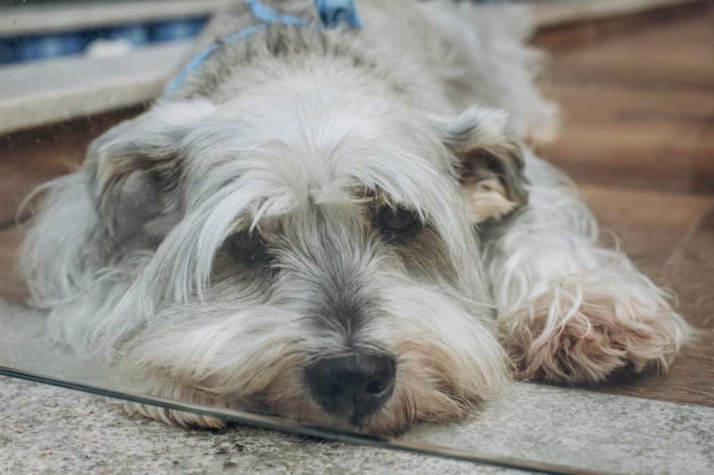 a shaggy white dog laying on the ground next to a mirror